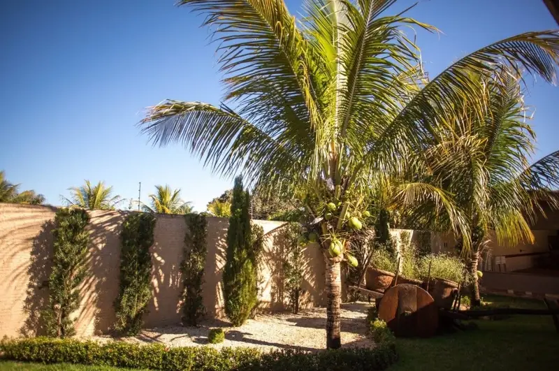 Jardim lateral com coqueiro, ciprestes junto ao muro e roda de carroça decorativa